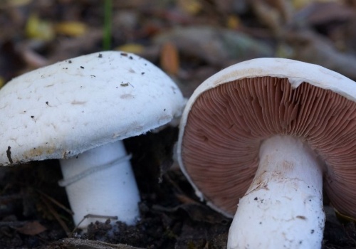 Pieczarka łąkowa jest smacznym i aromatycznym grzybem. Jak ją rozpoznać?