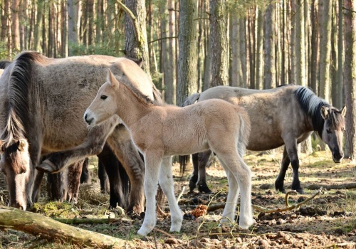 Wiosna nadciąga galopem. Stado koników polskich z Nadleśnictwie Kliniska znów się powiększa