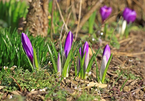 Pierwszy dzień astronomicznej wiosny