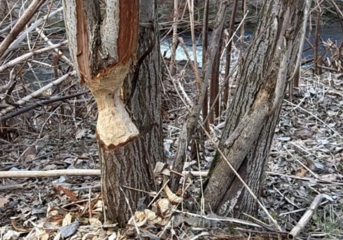 Bobry szaleją w Cieplicach. Zobaczcie co się dzieje wzdłuż rzeki