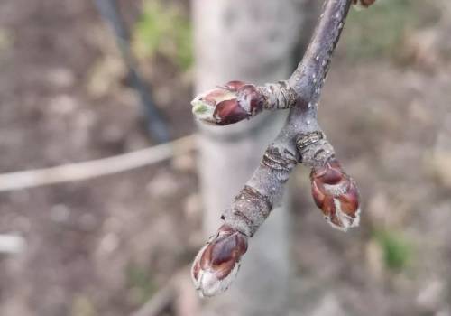 Nie dziś, ale już za chwilę. W sadach może otworzyć się bardzo dobry termin na oleje