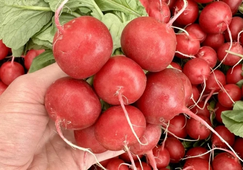 Pierwsza polska rzodkiewka już na Broniszach. Zaskakująco niska cena