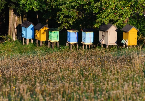 Od hobby do biznesu - jak pasieka może zarabiać dla Ciebie przez cały rok?