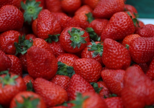 Dobrze przezimowały, ale to nie wszystko. Ile będą kosztować polskie truskawki?
