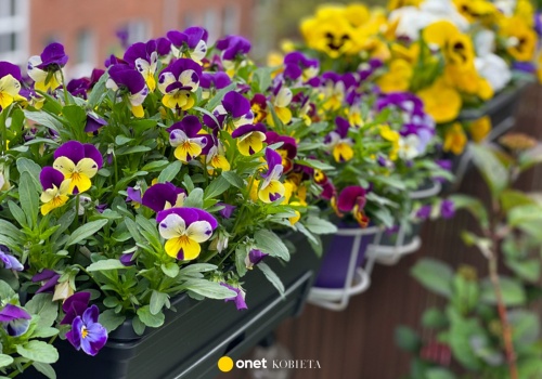 Jak sadzić bratki, by kwitły długo? Jeden błąd wszystko psuje