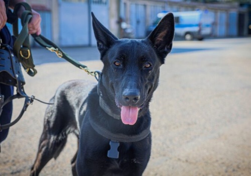 Hades – nowy funkcjonariusz na czterech łapach