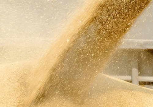 20.03.2026 Ceny skupu zbóż, kukurydzy, oleistych i strączkowych: niewiele znaczące podwyżki