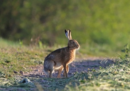 Jak odróżnić zająca od królika? Wyjaśniamy najważniejsze różnice