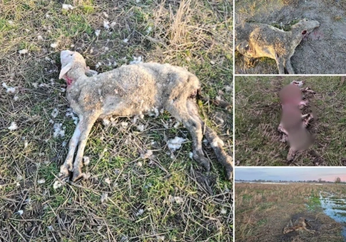 Stracił 60 zwierząt, zapłacili za 10. „Zabrakło mi stada”