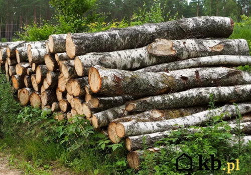 Wyciął drzewo w ogrodzie bez dopełnienia formalności. Po donosie sąsiada dostał potężną karę