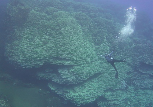 NOAA zmierzyła największą na świecie kolonię koralowców Porites