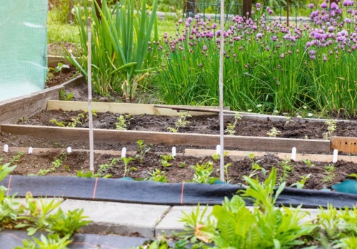 Ogrodnicy popełniają ten błąd każdego roku. Marchew przestaje rosnąć jak powinna. Nie rób tego