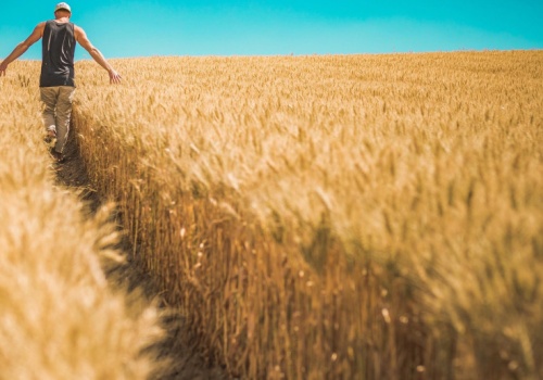 Ukraiński oligarcha sprzedaje 14 tysięcy hektarów gruntów. Nabywcą inny holding rolny