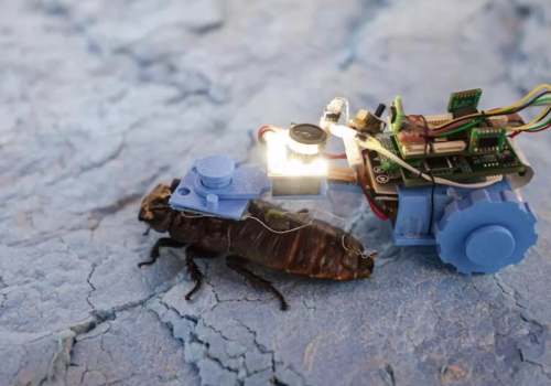 Karaluchy-cyborgi ruszają do pracy. Sprawdzą rurociągi i kanały