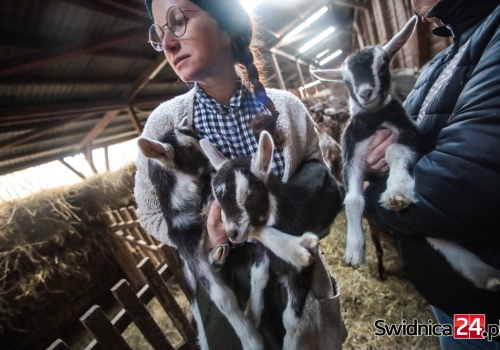 Kozie trojaczki przyszły na świat w Klecinie pod Świdnicą. Maluchy można odwiedzić