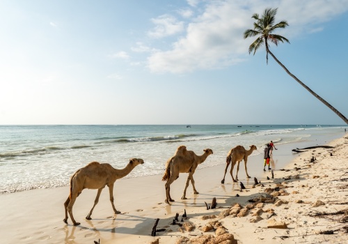 ✈️ Kenia bez kompromisów ☀️ 📸 Loty Turkish Airlines na majówkę do Mombasy od 2240 PLN 🐘