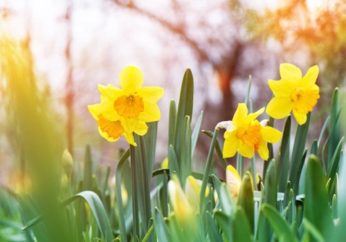 Pogoda na weekend | Początek wiosny bez deszczu