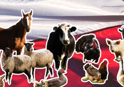 Polska to gigantyczna ferma. Na naszym podwórku doliczono się 364 mln zwierząt