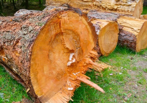 Ochrona kuleje, a rząd nie wywiązał się z obietnic. Lasy Państwowe odpowiadają społecznikom