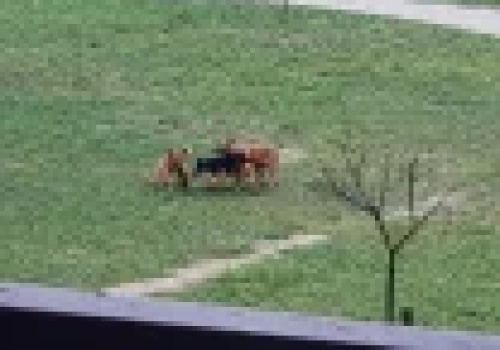 4-latek kolejną ofiarą agresywnych psów