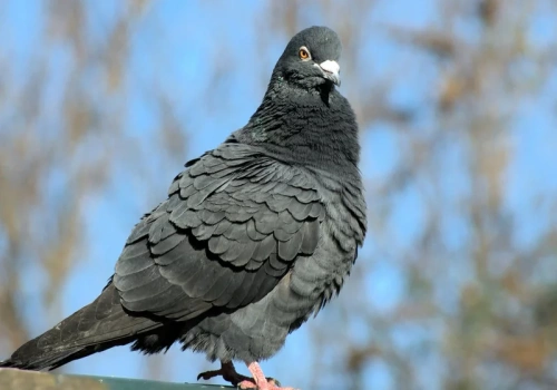 Umieść to na balkonie, a gołąb nawet nie podleci. Działa lepiej niż kolce i siatki