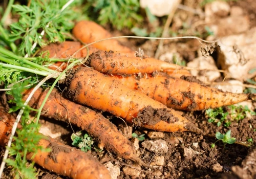 Zawsze sieję marchew w ten sposób. Równe rzędy, ogromne korzenie i zero przerywania