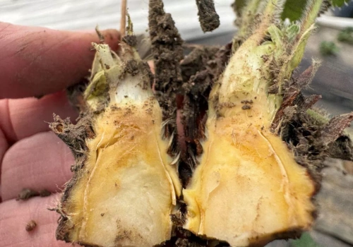 Uszkodzenia mrozowe i szkodniki – monitoring kondycji truskawek w tunelach (20.03.2026)