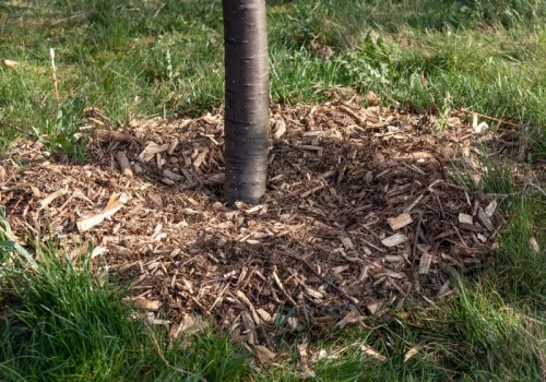 Wysypałeś zrębki w ogrodzie? Jeśli zrobisz ten błąd, chwasty wystrzelą podwójnie