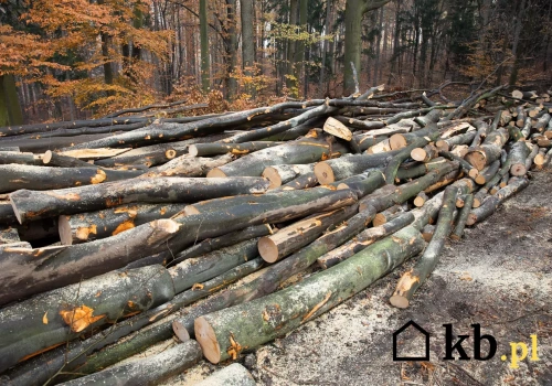 Nie każde drewno jest takie samo. Ten wybór robi różnicę