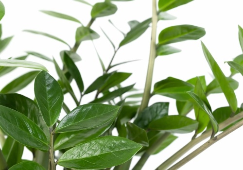 Ugotuj i rozcieńcz z wodą. Po takiej odżywce nie zliczysz liści zamiokulkasa