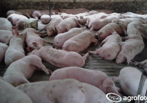 Ceny tuczników 2026 zatrzymały się. Czy teraz spadną?