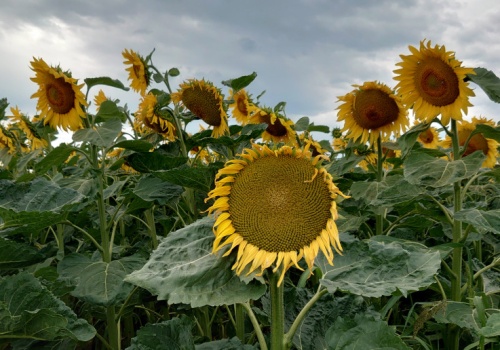 Nie siej słonecznika w monokulturze. Te choroby łatwo zniszczą plantację