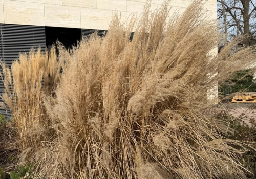 Ogrodnicy ruszyli z sekatorami. Jeśli masz miskanty w ogrodzie, nie przegap tego terminu