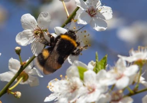Wielkie wymieranie owadów. O autach, insektach i roślinach, które uciekają