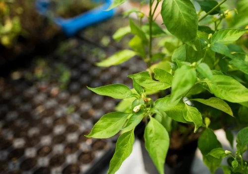 Nie patrz na kalendarz przy pikowaniu papryki. Liczy się ten jeden moment