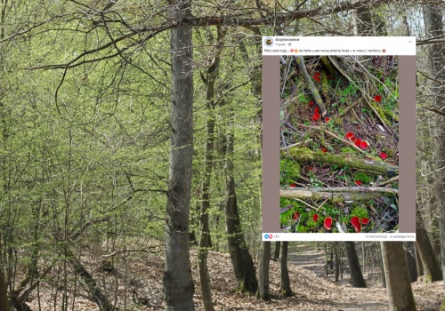 Grzybiarz poszedł do lasu i chwycił za telefon. 