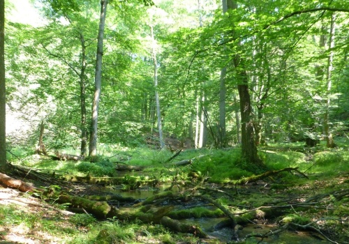 Jedyne takie miejsce w Wielkopolsce. Mało kto wie, że w ogóle istnieje