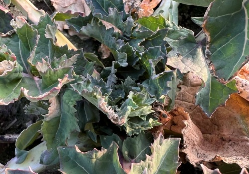 Jak podejść do wiosennej regulacji rzepaku przy ubytku rozety liściowej?