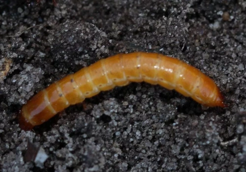 Nowa zaprawa na drutowce i choroby. Ochrona zbóż już od siewu