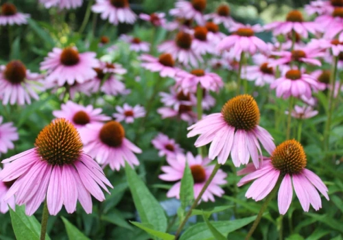 Ogrodnicy sieją jeżówki właśnie teraz. Ten marcowy termin gwarantuje bujne kwitnienie