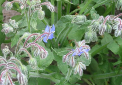 Te zioła wysiej w marcu i kwietniu. Będą rosły jak szalone