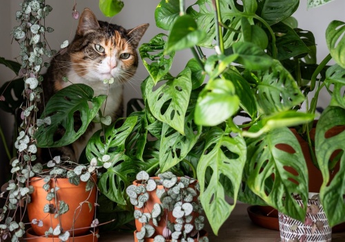 Najpierw wkładają do wazonów, a później płaczą. Groźny jest nawet pyłek tych kwiatów