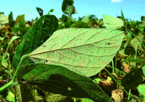 Jak ograniczyć straty powodowane przez rdzę soi? Nowe sposoby monitoringu choroby