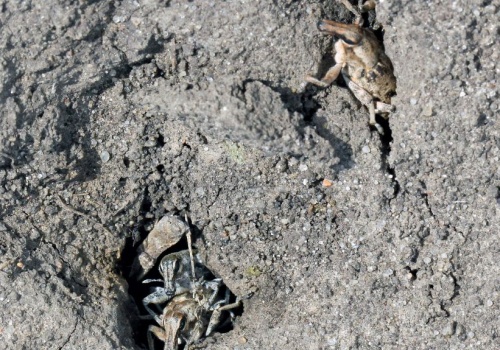 Dlaczego oprysk na szarka komośnika nie działa? 6 błędów przy zwalczaniu i rady