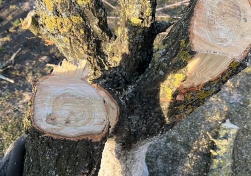 To drewno plasuje się w czołówce. Świetnie się pali , ale jest poszukiwaną rzadkością