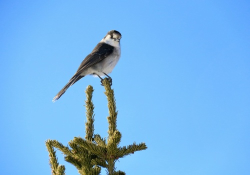 Ptaki znikają w coraz szybszym tempie. Eksperci o przyczynach zjawiska