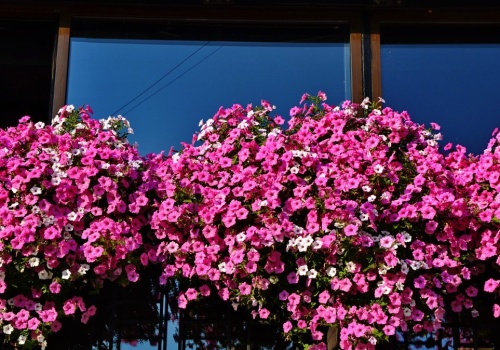 Wiosną podlewam tym kwiaty. Balkon tonie w kwiatach