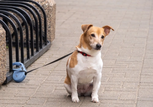 Zostawienie psa przed sklepem może kosztować nawet 1000 zł. Krakowska Rzeczniczka ds. Zwierząt apeluje do właścicieli