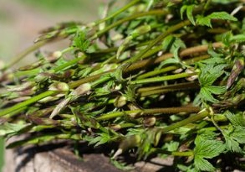 Ruszył sezon na najdroższe warzywo świata. Kosztuje nawet 1000 euro za kg, ale teraz możesz je zjeść za darmo