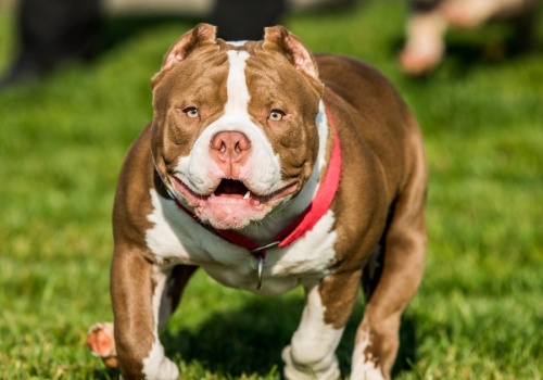 Pięciodniowa dziewczynka leżała w kołysce. Zagryzł ją pies